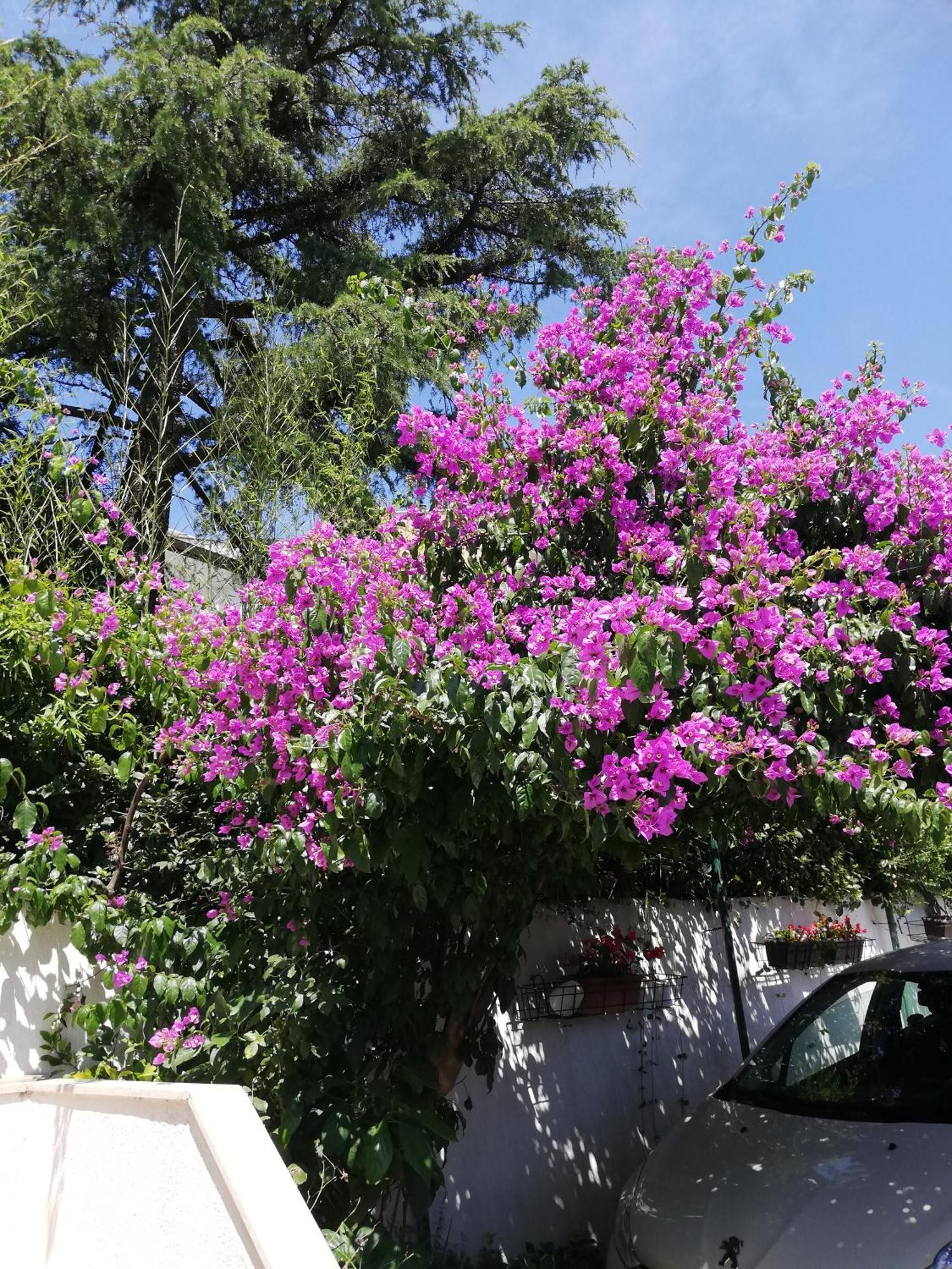 Apartments Poretti For 2,In Center Parking Free In The Yard,6 Min Beach Walk Ровінь Екстер'єр фото