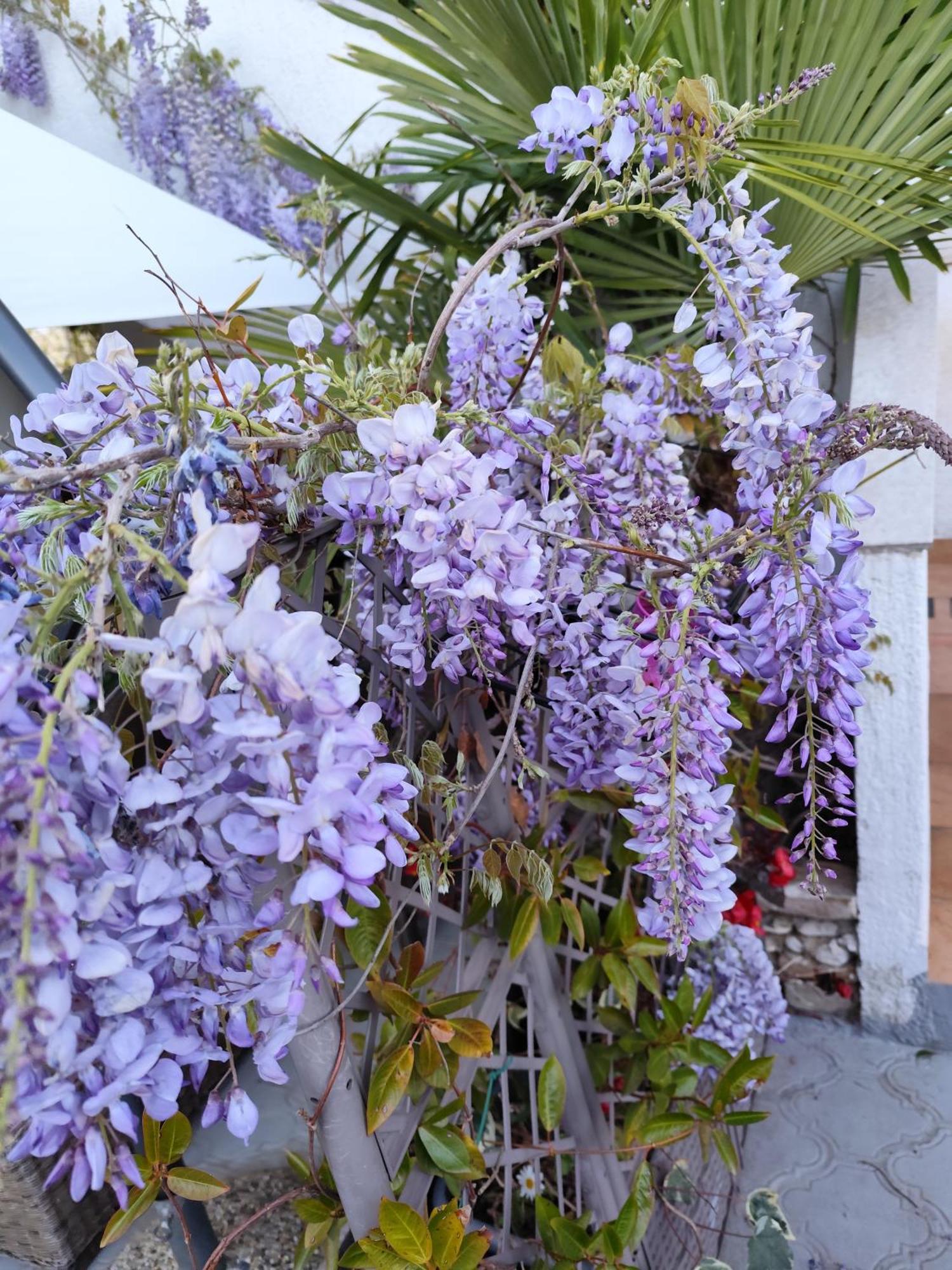 Apartments Poretti For 2,In Center Parking Free In The Yard,6 Min Beach Walk Ровінь Екстер'єр фото